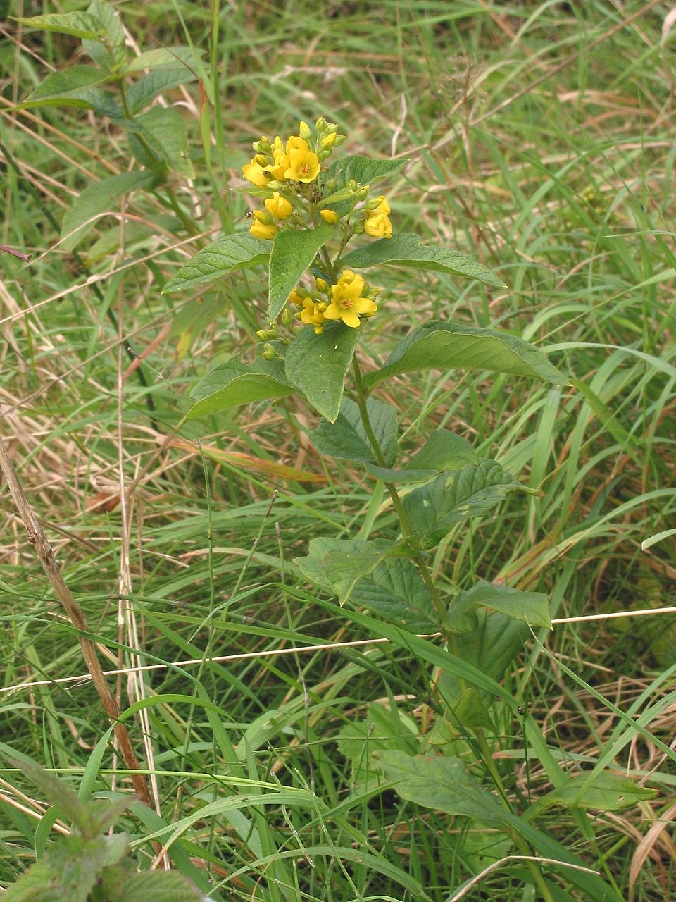 Lysimachia vulgaris (Yellow Loosestrife)