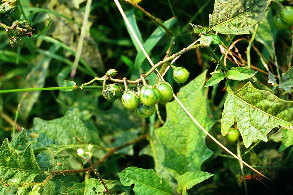 Solanum carolinense (Carolina horsenettle)