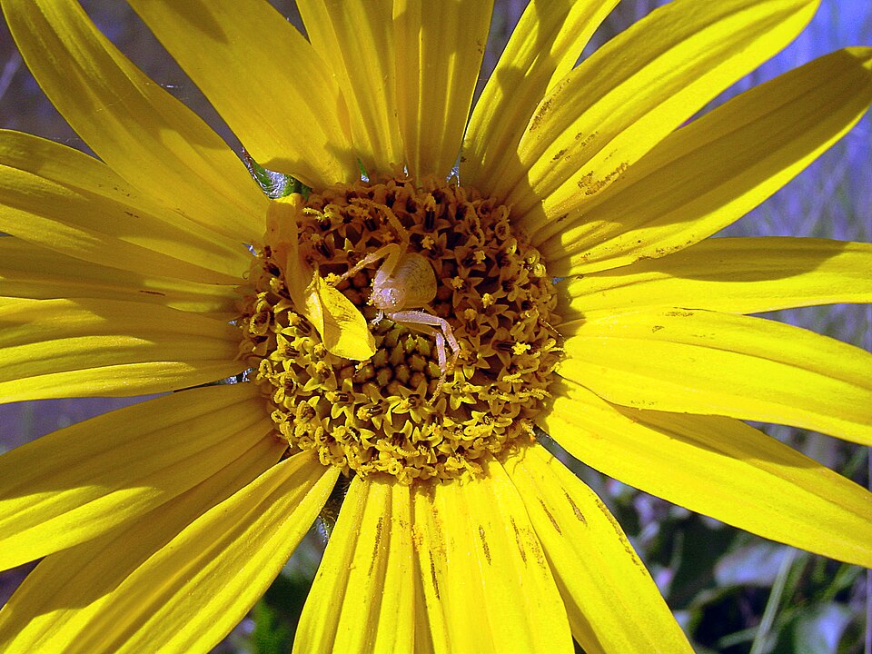 Wyethia angustifolia (Narrow Leaf Mule Ears) (alternate view 8)
