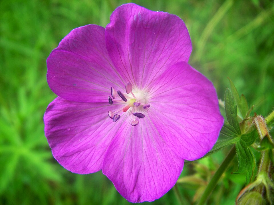 Geranium oreganum (Western Geranium) (alternate view 7)