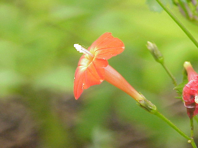 Ipomoea × multifida (Cardinal Climber) (alternate view 2)
