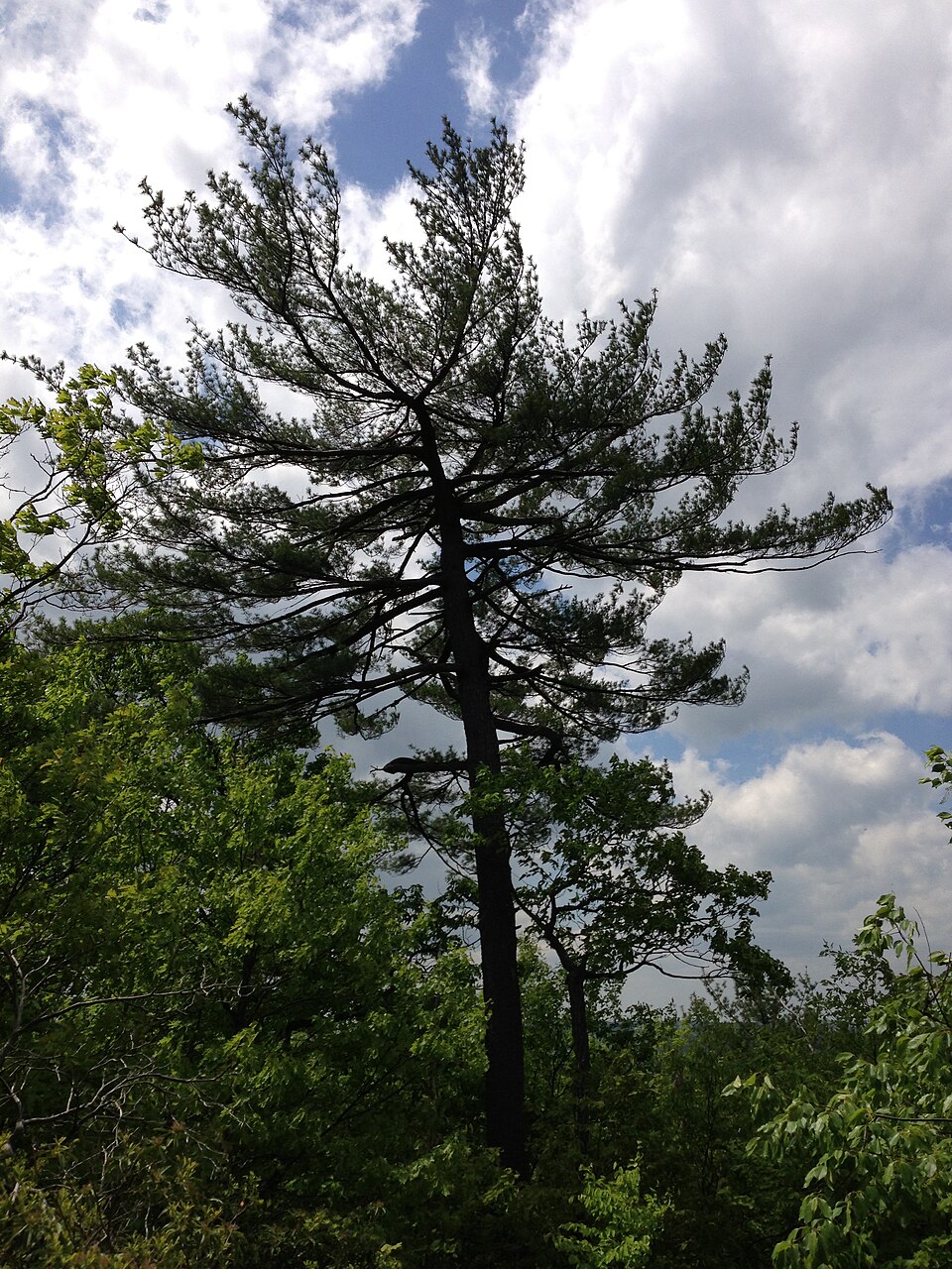 Pinus strobus (eastern white pine) (alternate view 7)