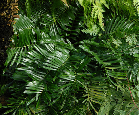 Zamia integrifolia (Coontie Palm) (alternate view 6)