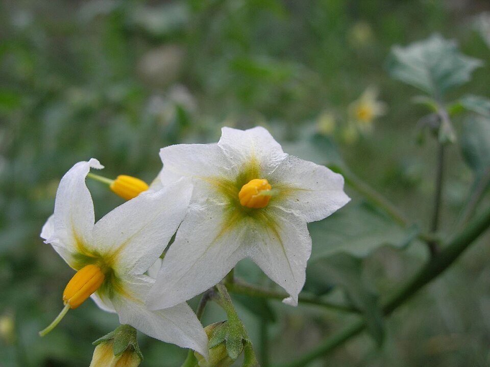 Solanum douglasii (greenspot nightshade) (alternate view 3)
