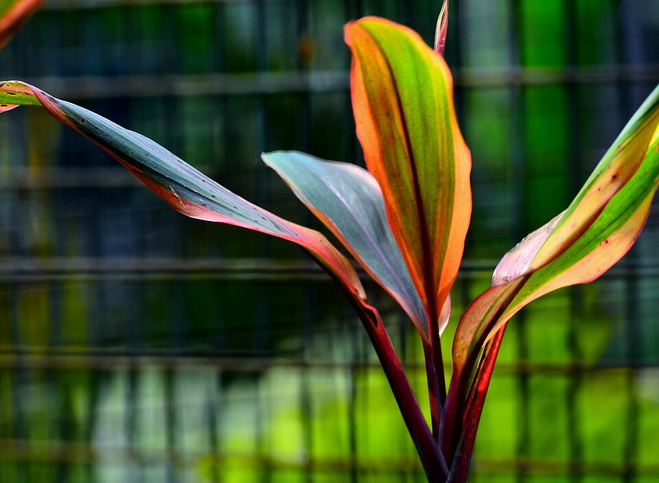 Cordyline (cabbage trees and allies) (alternate view 2)