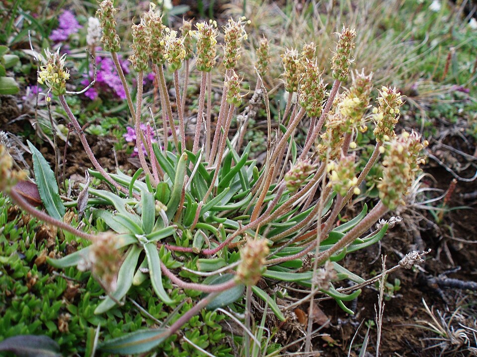 Plantago maritima (Sea Plantain)