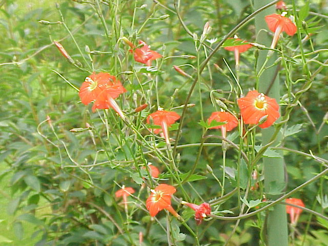 Ipomoea × multifida (Cardinal Climber) (alternate view 3)
