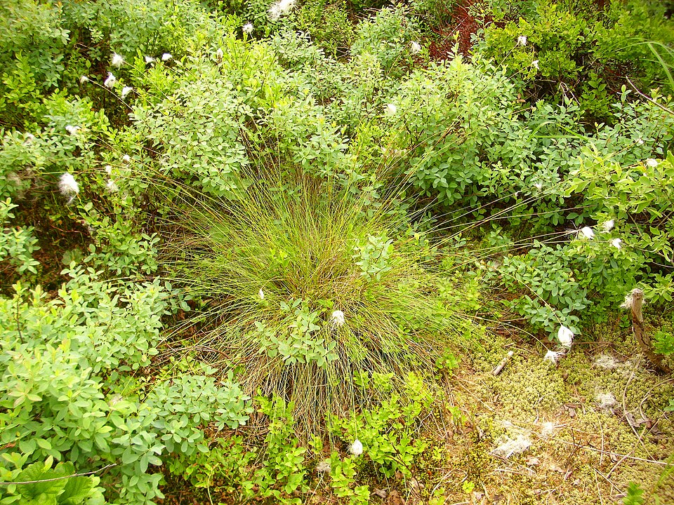 Eriophorum chamissonis (alternate view 6)