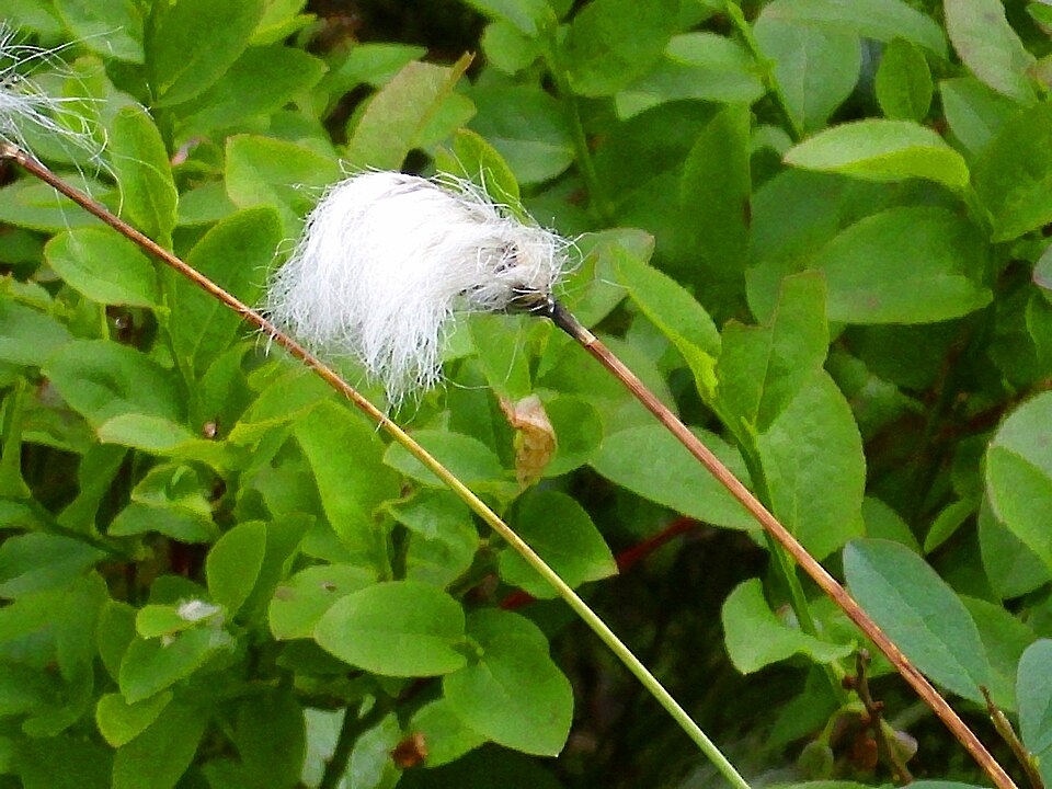 Eriophorum chamissonis (alternate view 7)