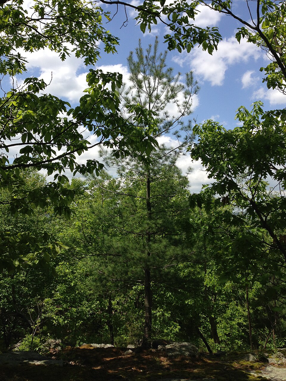 Pinus strobus (eastern white pine) (alternate view 8)