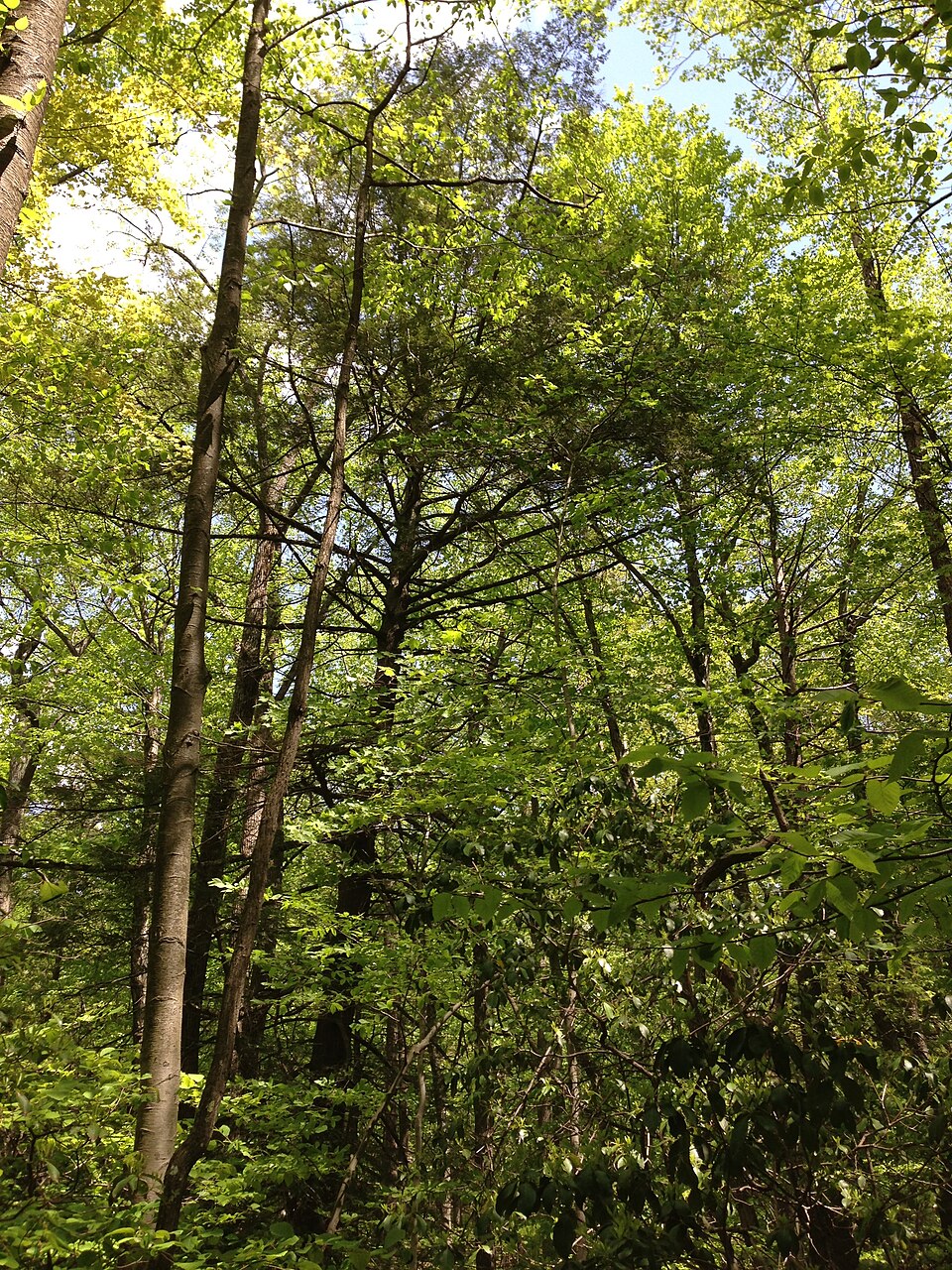Tsuga canadensis (eastern hemlock) (alternate view 9)