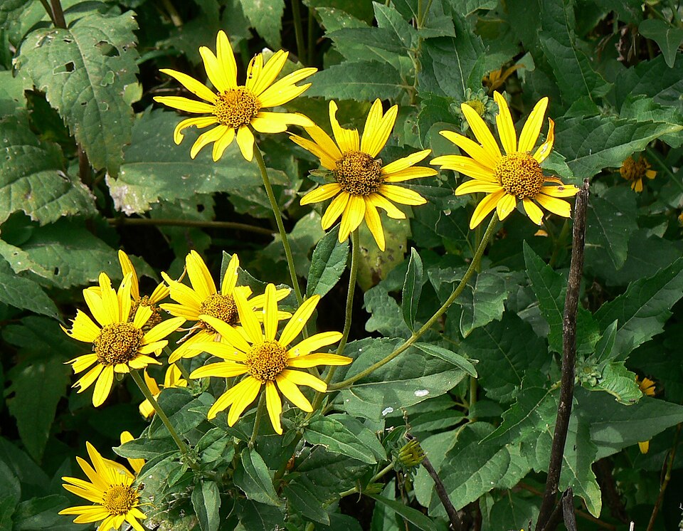 Helianthus grosseserratus (sawtooth sunflower) (alternate view 6)