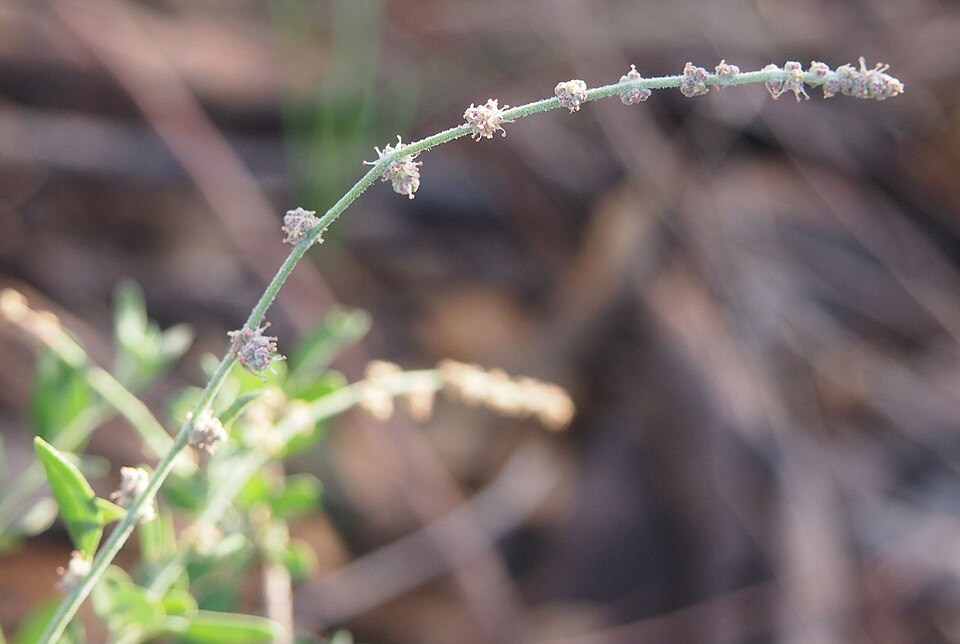 Chenopodium nutans (Climbing saltbush)