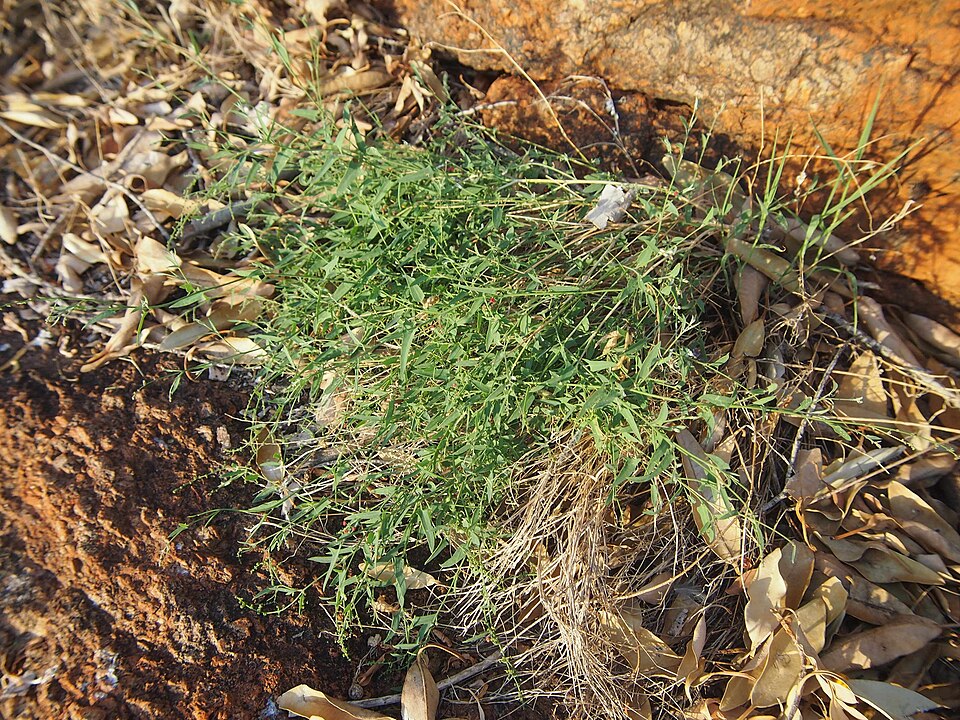 Chenopodium nutans (Climbing saltbush) (alternate view 2)