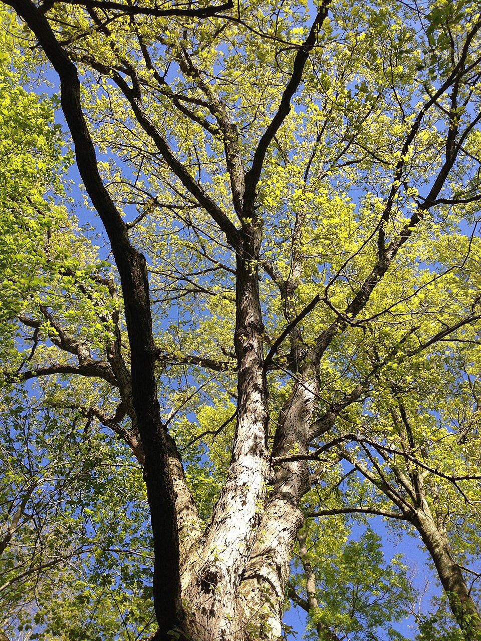 Quercus alba (White Oak)