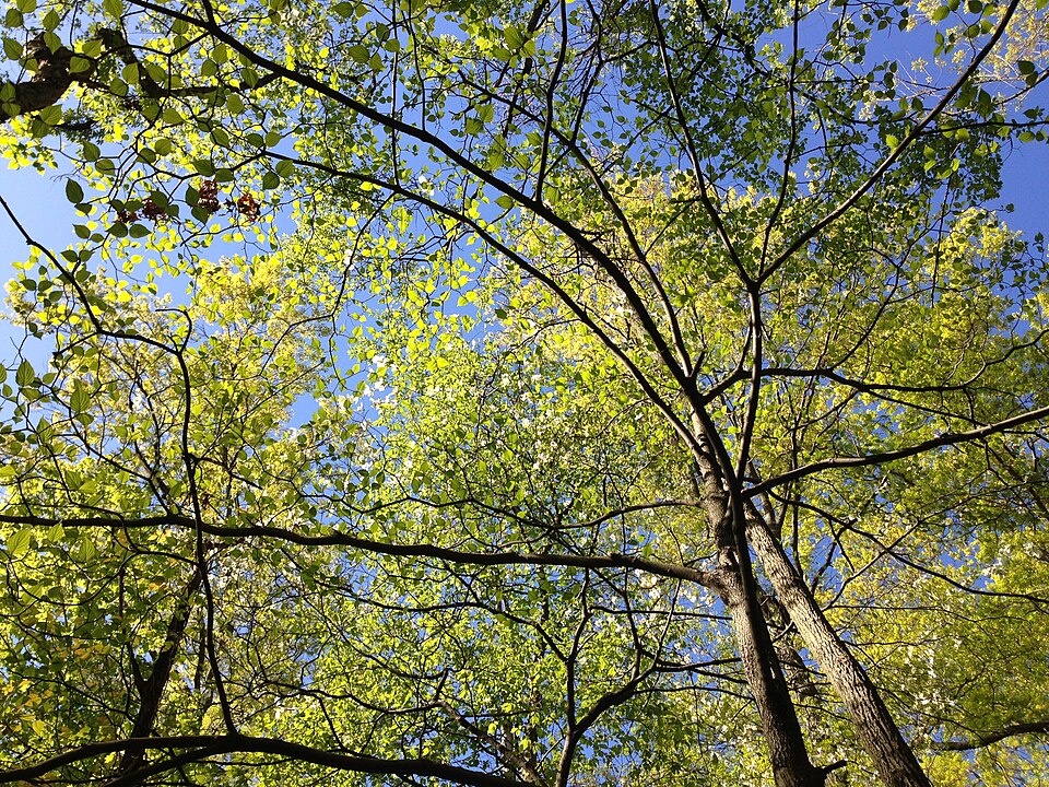 Cornus florida (eastern dogwood) (alternate view 6)