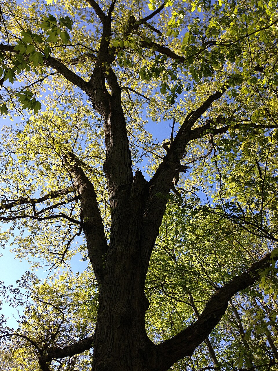 Quercus alba (White Oak)