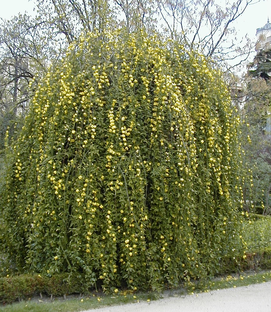 Jasminum mesnyi, Primrose jasmine — spreading evergreen (Oleaceae) (image 4 of 10)
