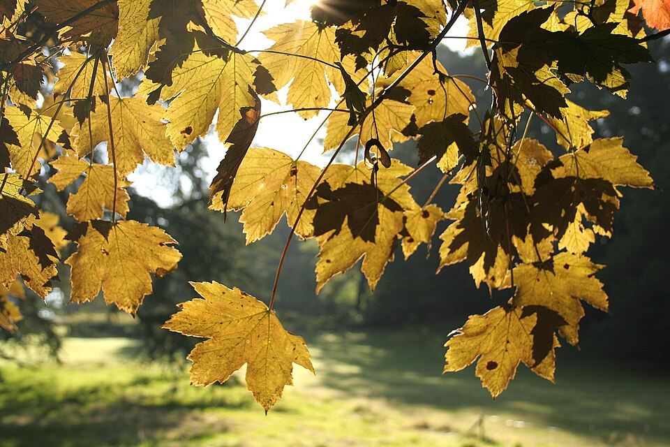 Acer pseudoplatanus 'Atropurpureum' (Purple Sycamore Maple)