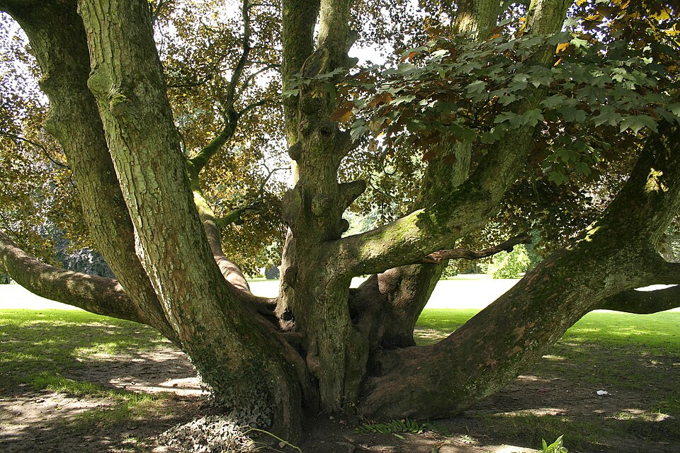 Acer pseudoplatanus 'Atropurpureum' (Purple Sycamore Maple) (alternate view 2)
