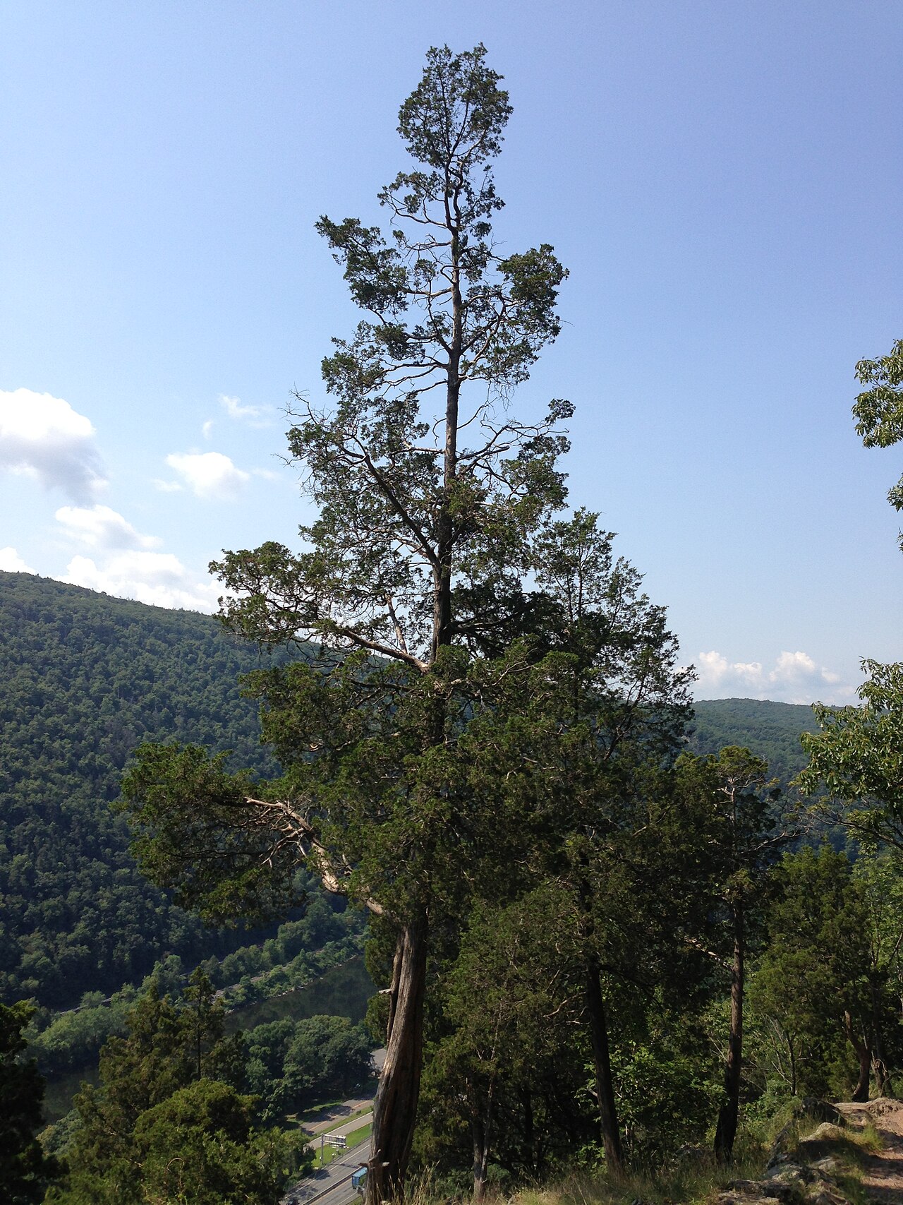 Juniperus virginiana, Eastern red cedar — upright evergreen (Cupressaceae) (image 3 of 10)