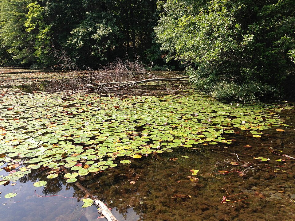 Nymphaea odorata (American white waterlily)