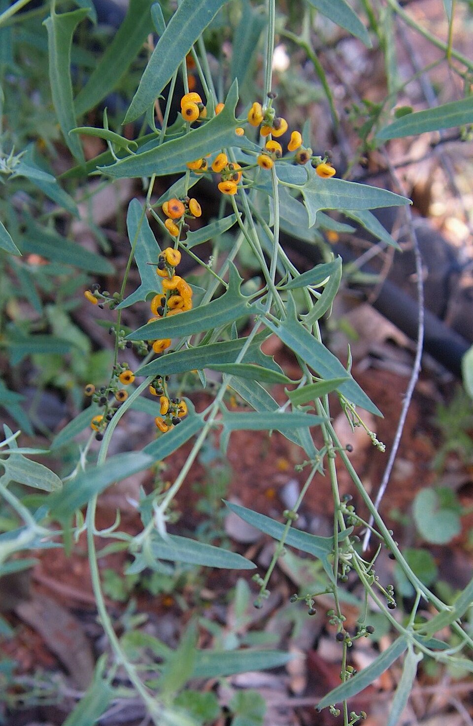 Chenopodium nutans (Climbing saltbush) (alternate view 3)