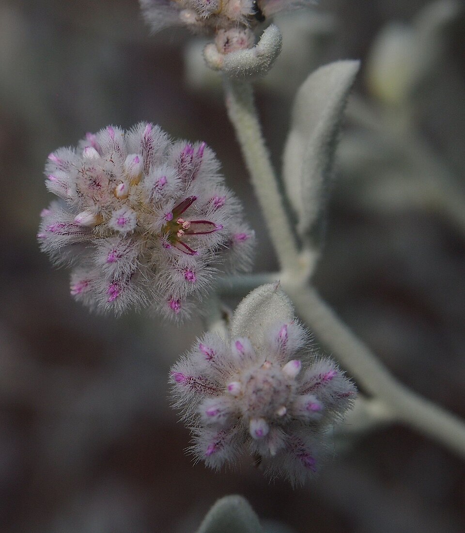 Ptilotus obovatus (cotton bush) (alternate view 3)