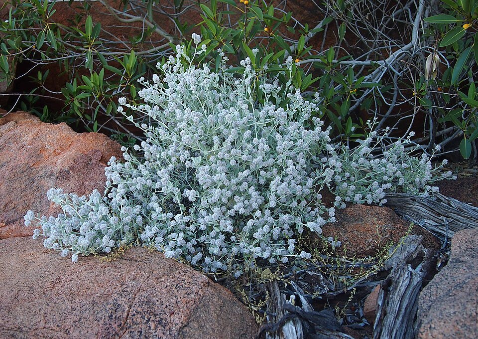 Ptilotus obovatus (cotton bush) (alternate view 4)