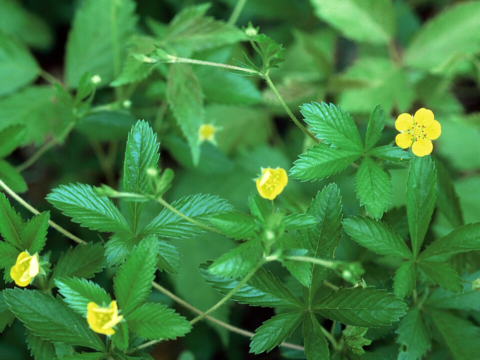 Potentilla simplex (common cinquefoil) (alternate view 3)