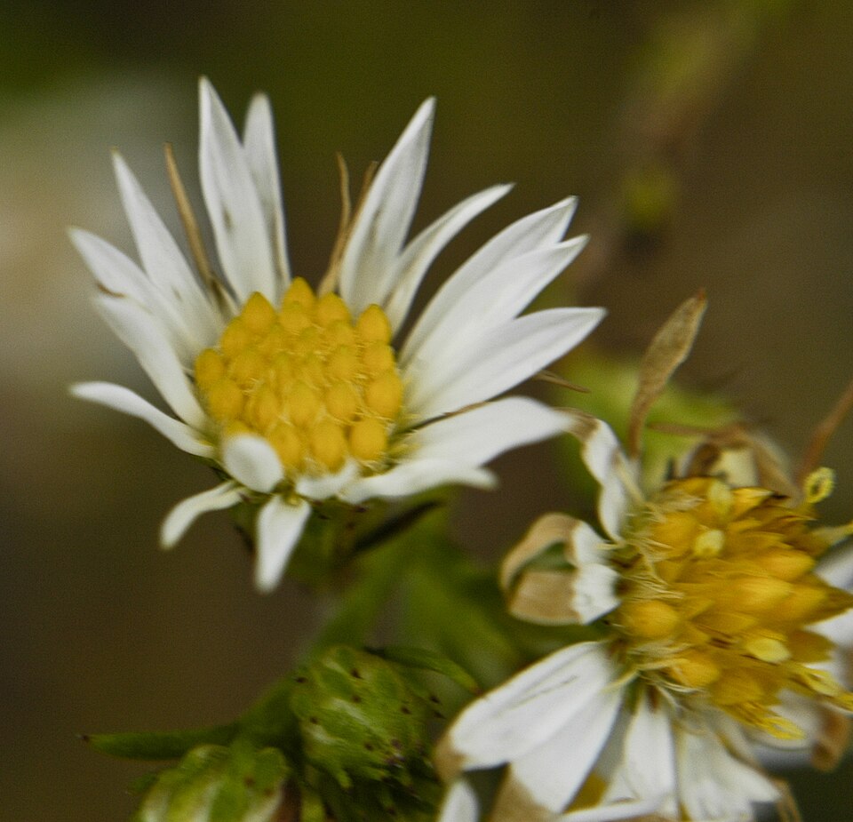 Symphyotrichum ericoides (white heath aster) (alternate view 4)