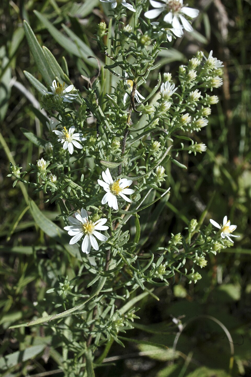 Symphyotrichum ericoides (white heath aster) (alternate view 5)