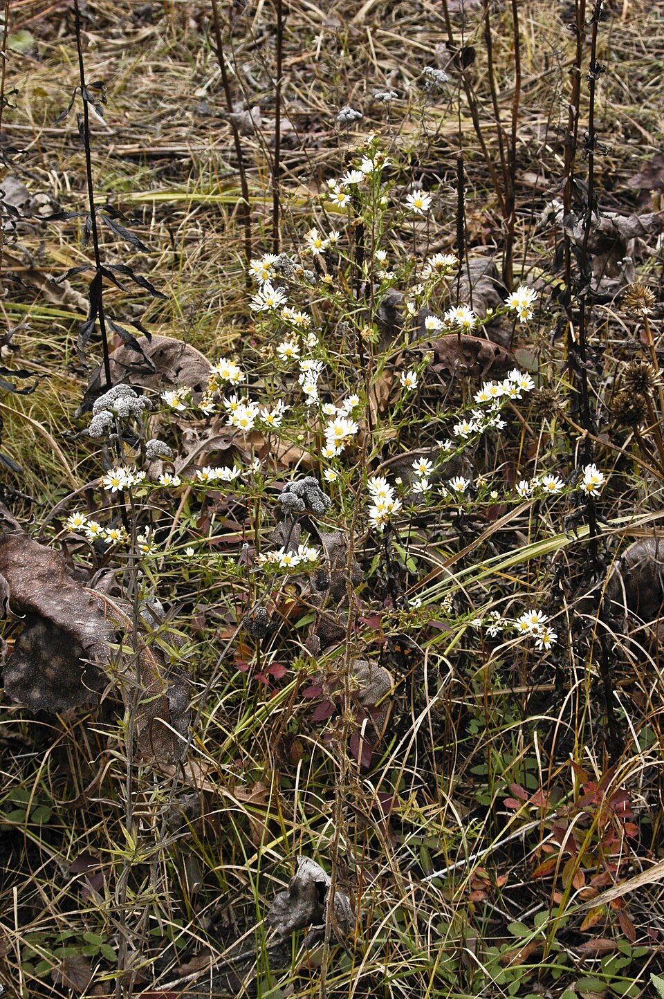 Symphyotrichum pilosum (hairy white oldfield aster)