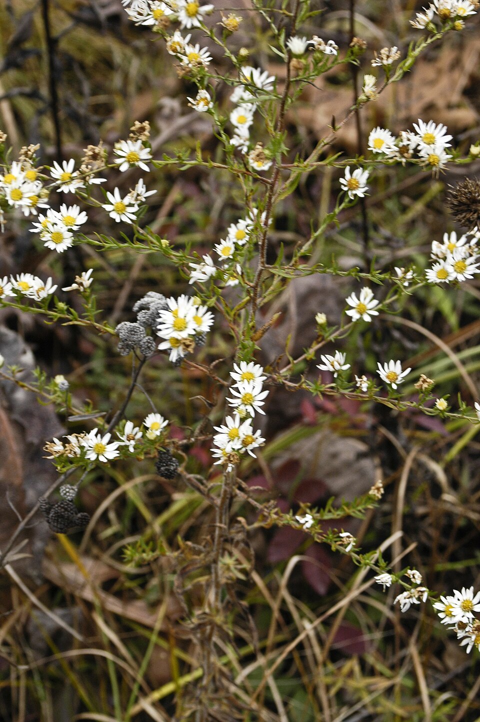 Symphyotrichum pilosum (hairy white oldfield aster)
