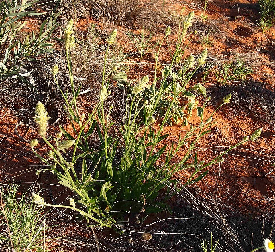 Ptilotus polystachyus (Prince of Wales Feather) (alternate view 6)