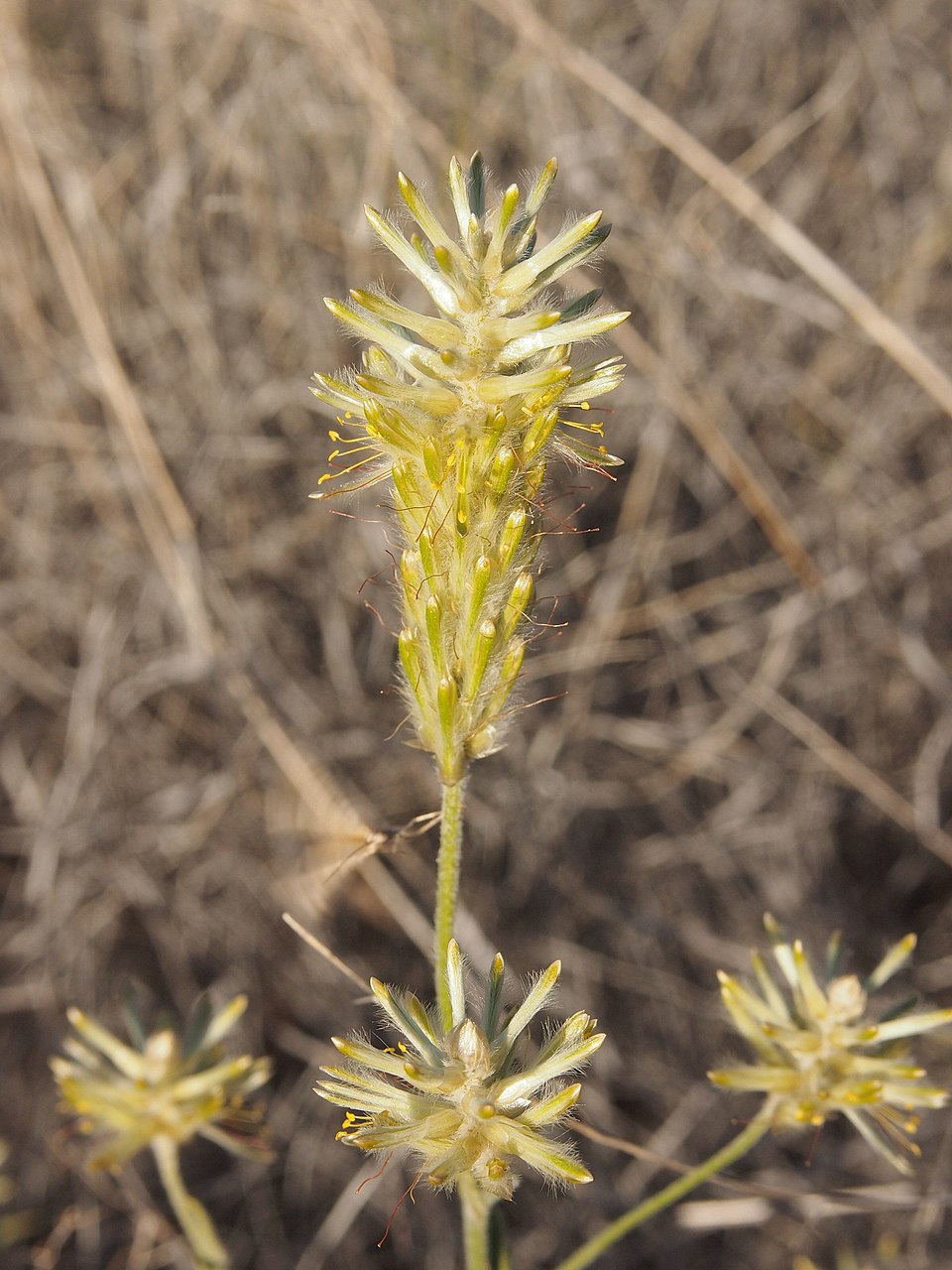 Ptilotus polystachyus (Prince of Wales Feather) (alternate view 7)