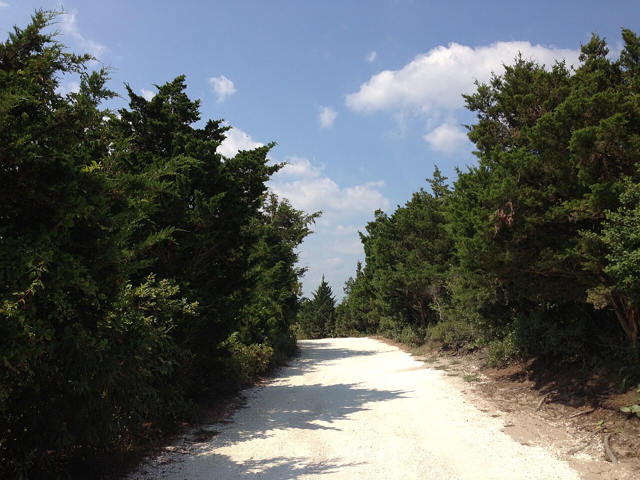 Juniperus virginiana, Eastern red cedar — upright evergreen (Cupressaceae) (image 4 of 10)