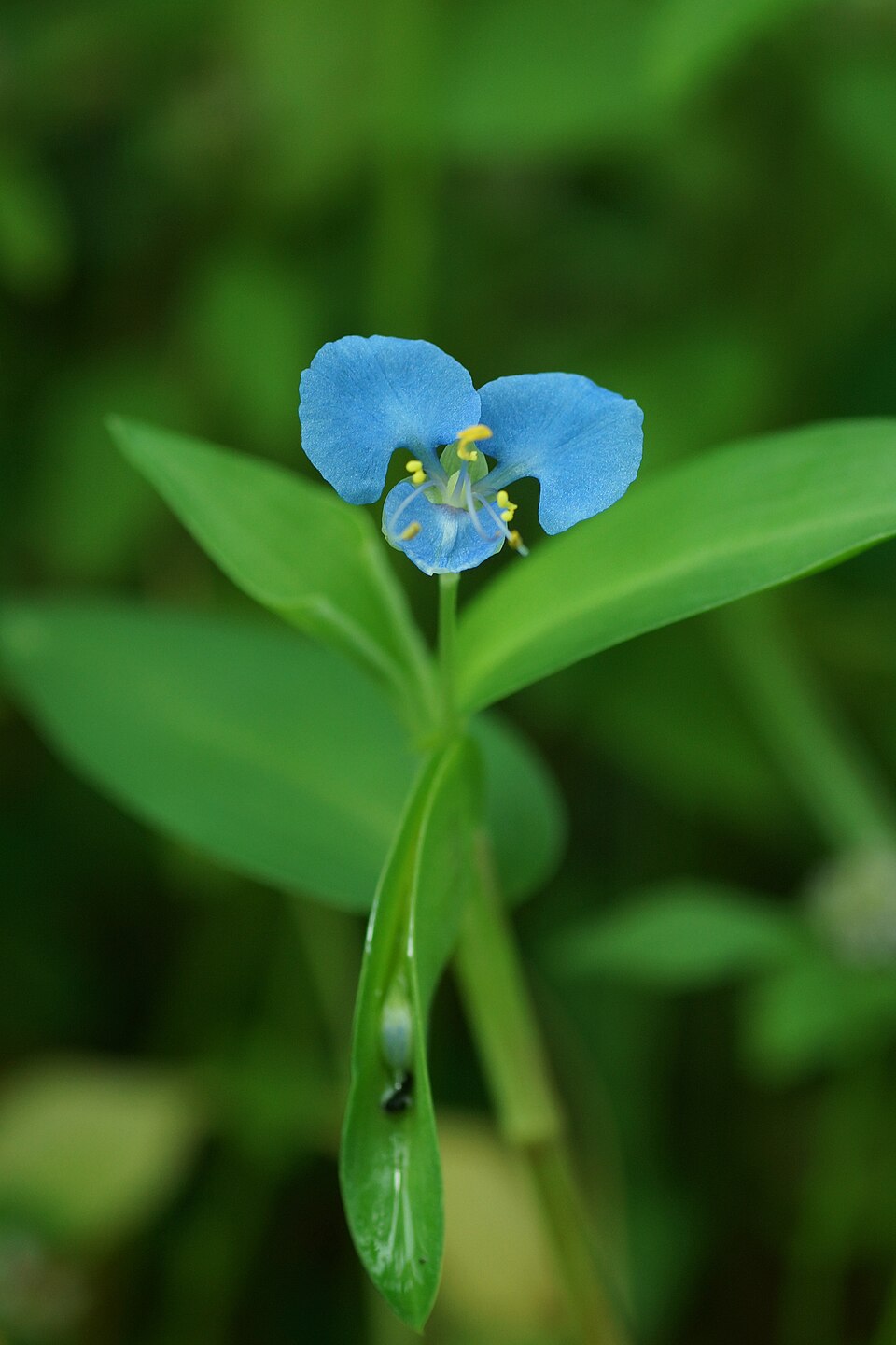 Commelina diffusa (climbing dayflower) (alternate view 8)