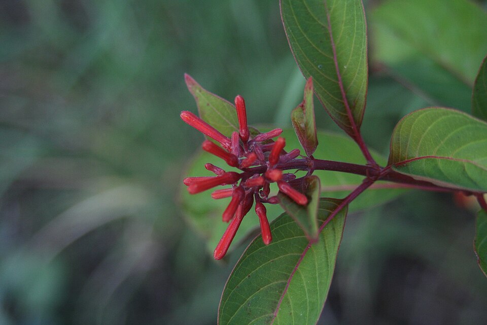Hamelia patens (Firebush) (alternate view 6)