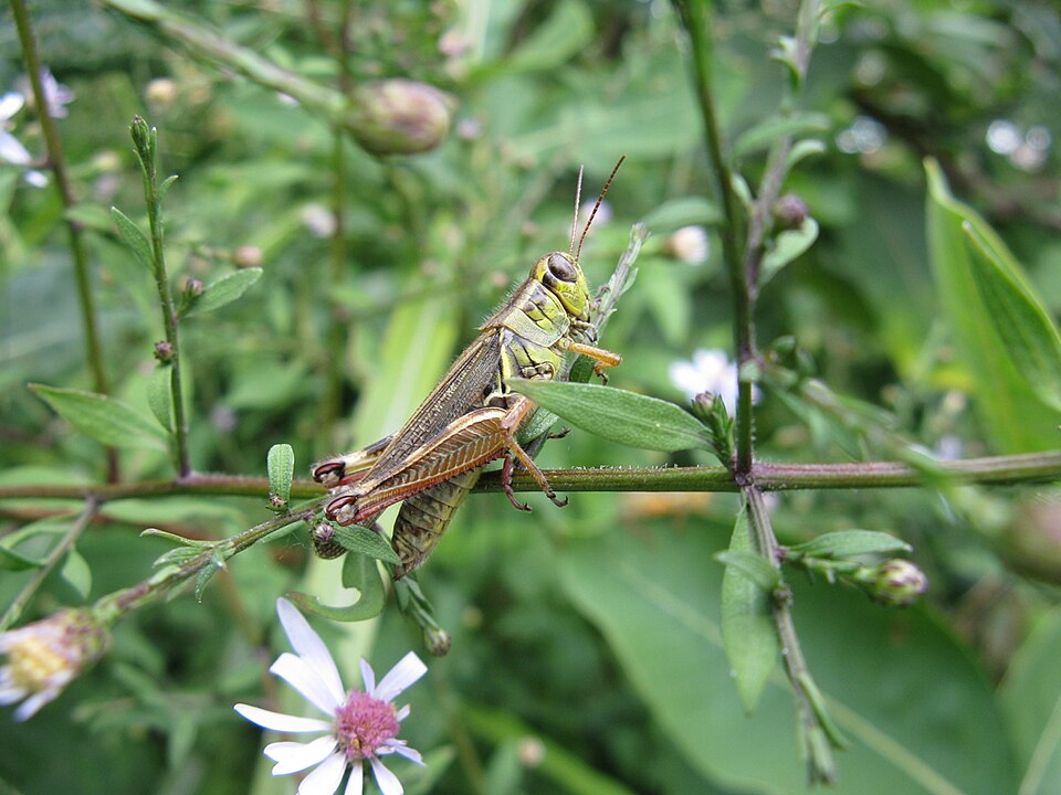 Symphyotrichum cordifolium (Common Blue Wood Aster)