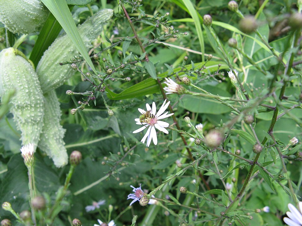 Symphyotrichum cordifolium (Common Blue Wood Aster)