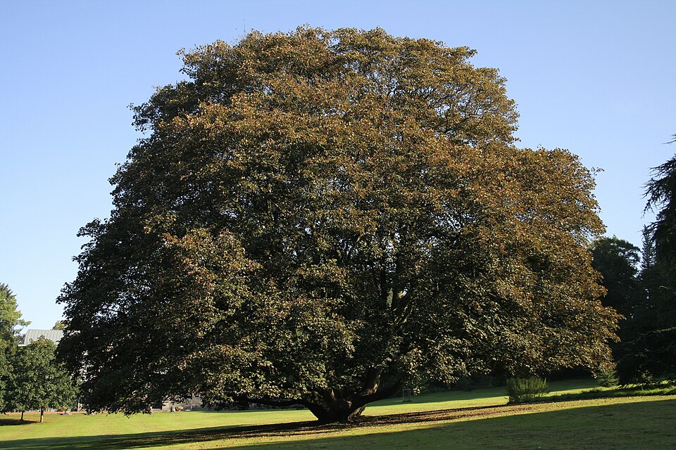 Acer pseudoplatanus 'Atropurpureum' (Purple Sycamore Maple) (alternate view 3)