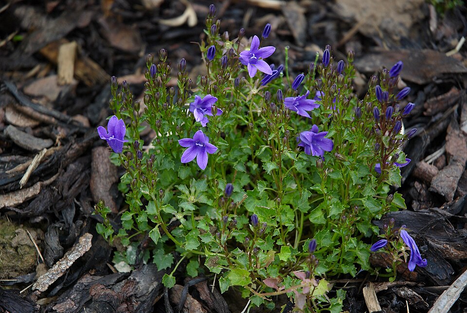 Campanula portenschlagiana (Dalmatian Bellflower) (alternate view 9)