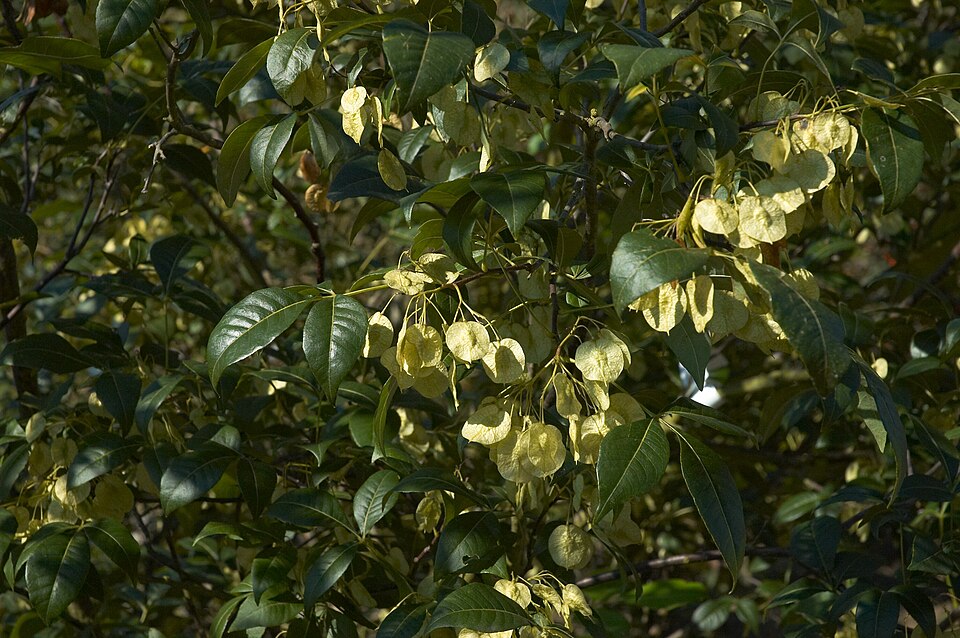 Ptelea trifoliata (common hoptree) (alternate view 10)