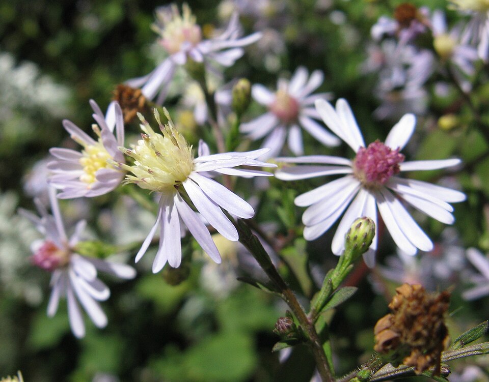 Symphyotrichum cordifolium (Common Blue Wood Aster)