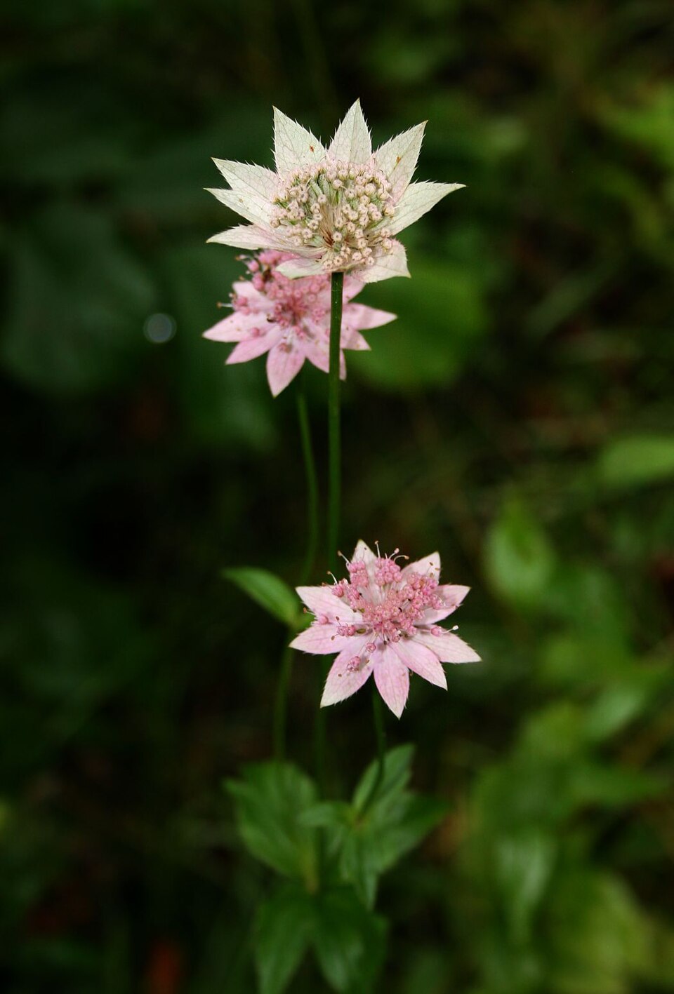 Astrantia maxima (Large Masterwort) (alternate view 6)