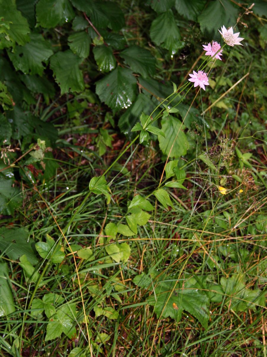 Astrantia maxima (Large Masterwort) (alternate view 7)