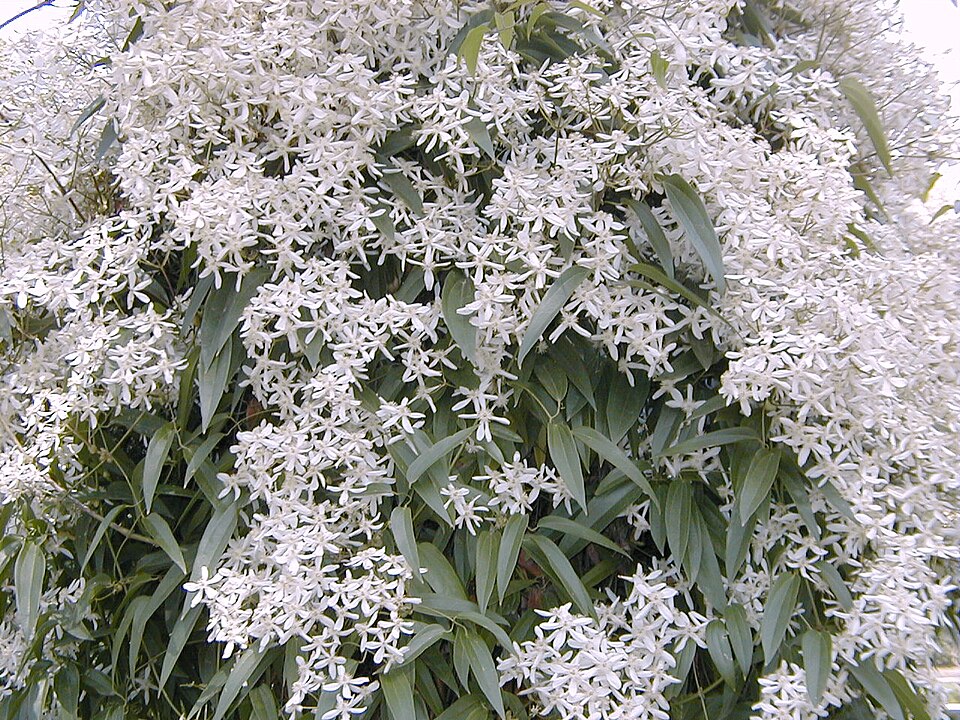 Clematis armandii (Armand Clematis) (alternate view 2)
