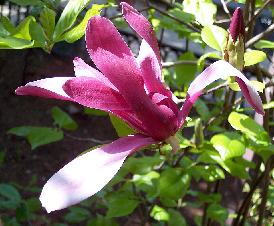 Magnolia liliiflora 'Nigra' (Black Lily Magnolia) (alternate view 4)