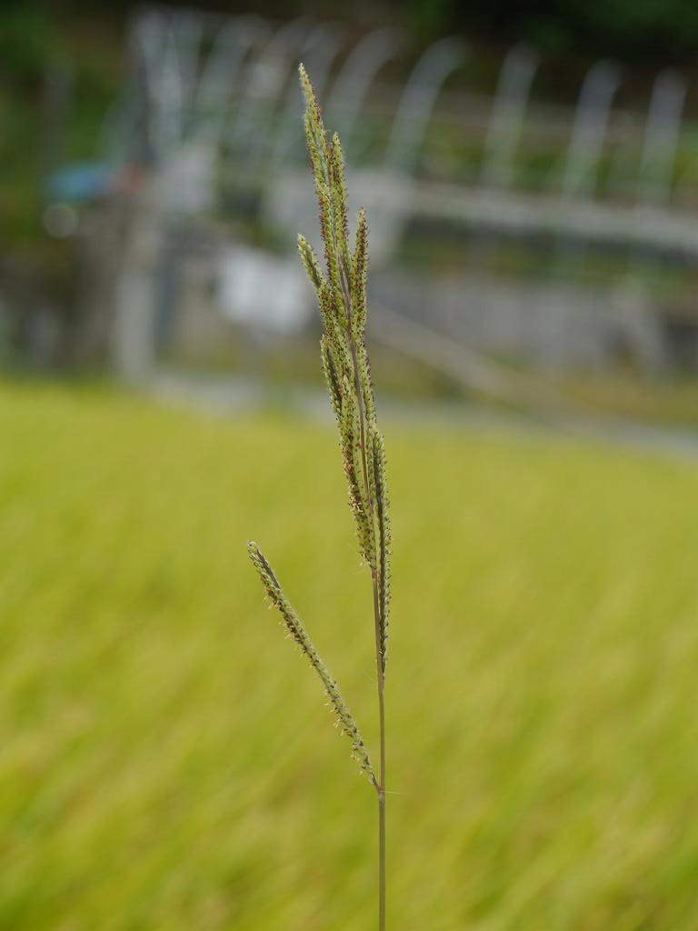 Paspalum urvillei (Vasey Grass)